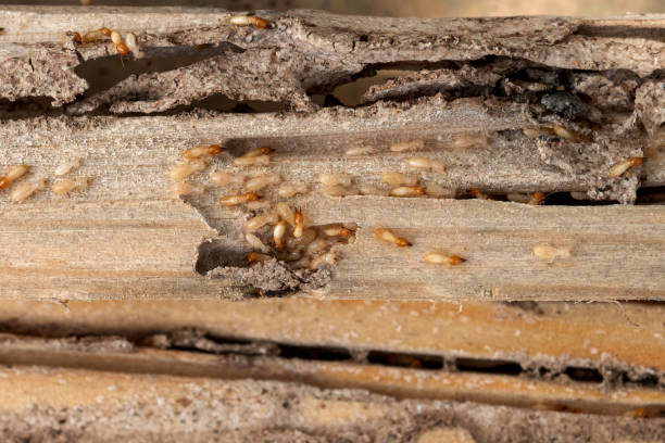 Best Emergency Pest Control  in Easton, PA
